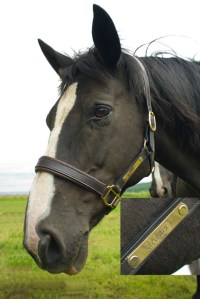 A Horsey Name
