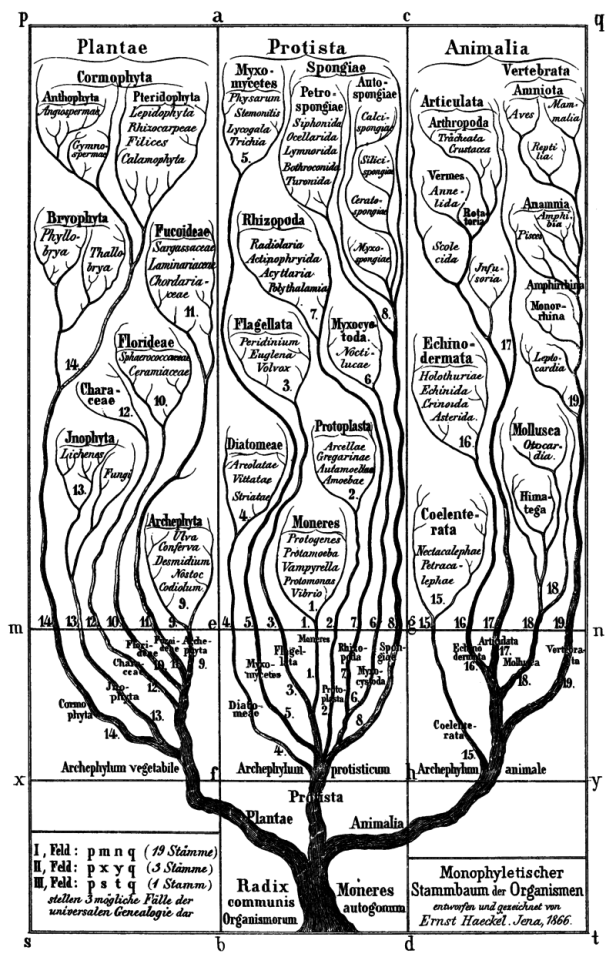 Haeckel_arbol_bn-1