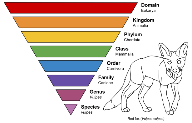 Taxonomic_Rank_Graph.svg